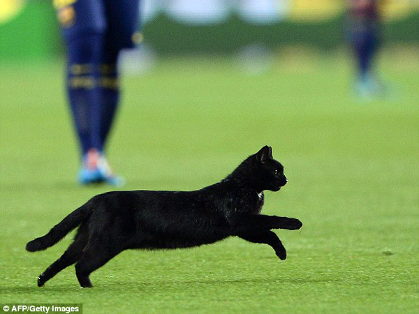 Duh, Kucing Hitam Ini Ganggu Pertandingan Barcelona di Stadion!